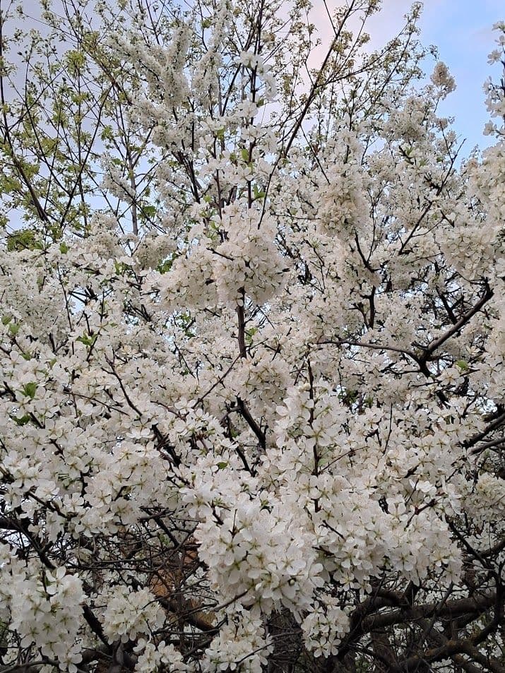 Blooming tree